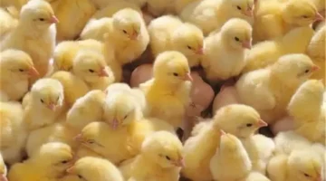 تحديث أسعار الكتاكيت ببورصة الدواجن السبت 20 ديسمبر 2025